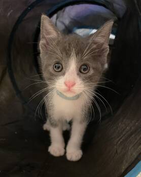 Rescue Domestic Short Hair Cats for Adoption in San Diego, California - Romeo | PetCurious