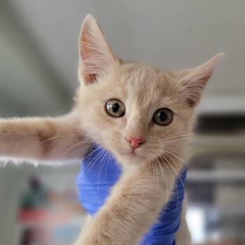 Rescue Domestic Short Hair Cats for Adoption in Troy, Illinois - Wynken | PetCurious