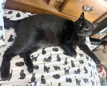 Blackie -  Domestic Short Hair Cat for Adoption in City Of Industry, California - Blackie | PetCurious