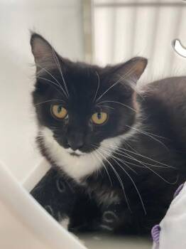 Rescue Domestic Long Hair Cats for Adoption in Cleveland, Ohio - Emmylou Harris | PetCurious