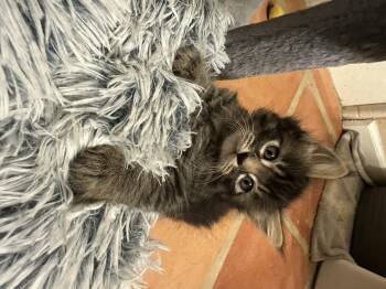 Spanky -  Domestic Medium Hair Cat for Adoption in Dixon, California - Spanky | PetCurious