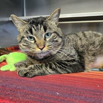 Domestic Short Hair Cats Available for Adoption - Valeria | PetCurious