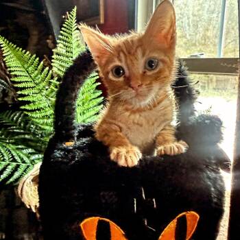 Chucky -  Domestic Short Hair Cat for Adoption in San Antonio, Texas - Chucky | PetCurious