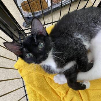 Lola -  Domestic Short Hair Cat for Adoption in Riverwoods, Illinois - Lola | PetCurious