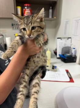 Chess -  Domestic Medium Hair Cat for Adoption in Greenfield, Indiana - Chess | PetCurious