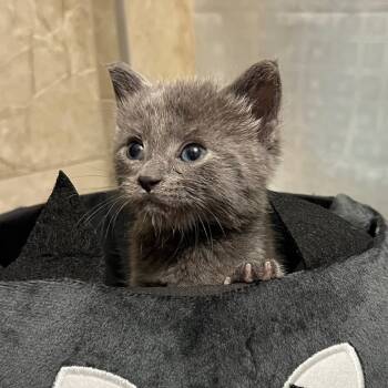 Rescue Domestic Short Hair Cats for Adoption in Troy, Illinois - Cromwell | PetCurious