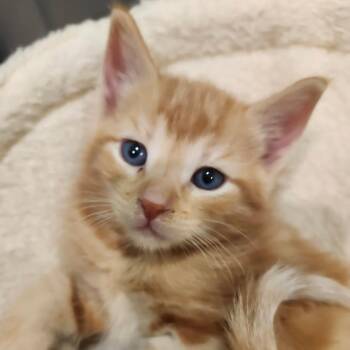 Domestic Short Hair Cats Available for Adoption in Bel Air, Maryland - Bean | PetCurious