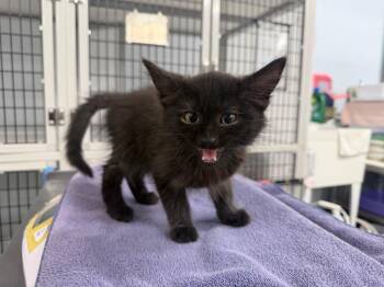 Ian -  Domestic Medium Hair Cat for Adoption in Raleigh, North Carolina - Ian | PetCurious