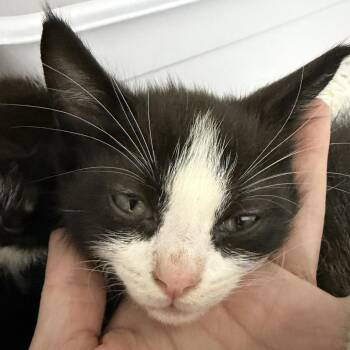 Wally -  Domestic Medium Hair Cat for Adoption in Franklin, North Carolina - Wally | PetCurious