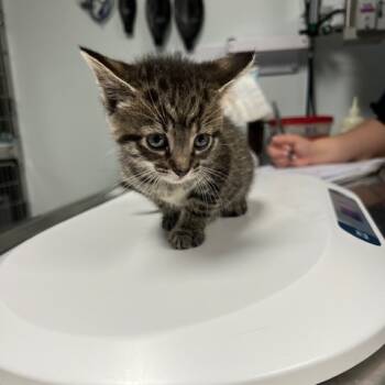 Rescue Domestic Short Hair Cats for Adoption in Owosso, Michigan - Nougat | PetCurious