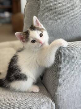 Greedo -  Domestic Short Hair Cat for Adoption in Fruit Heights, Utah - Greedo | PetCurious