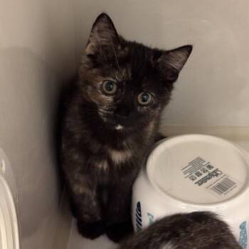 Tinker (green collar) -  Domestic Short Hair Cat for Adoption in Redwood City, California - Tinker (green Collar) | PetCurious