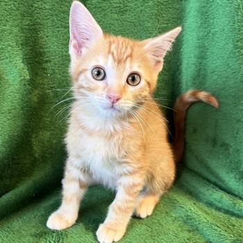 Cotten-Eyed Joe -  Domestic Short Hair Cat for Adoption in Mt. Juliet, Tennessee - Cotten-Eyed Joe | PetCurious