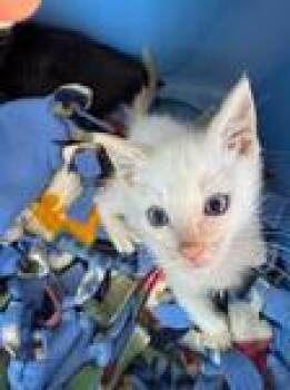 Copper -  Domestic Short Hair Cat for Adoption in Chico, California - Copper | PetCurious