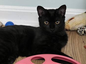 Rescue Domestic Short Hair Cats for Adoption in Calverton, Maryland - Blaze | PetCurious