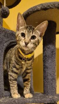 Pule -  Domestic Short Hair Cat for Adoption in St. Peters, Missouri - Pule | PetCurious