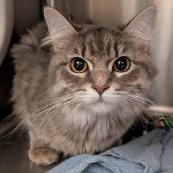 Hip (Holland Cat Cove) -  Domestic Medium Hair Cat for Adoption in West Olive, Michigan - Hip (Holland Cat Cove) | PetCurious