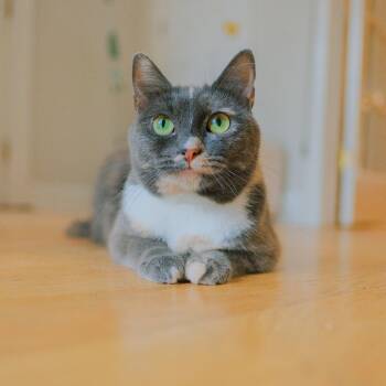 Rose -  Domestic Short Hair Cat for Adoption in New York, New York - Rose | PetCurious