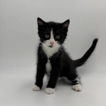 Flame -  Domestic Short Hair Cat for Adoption in State College, Pennsylvania - Flame | PetCurious