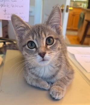 Pistol Annie -  Tabby and Domestic Short Hair Cat for Adoption in Garner, North Carolina - Pistol Annie | PetCurious