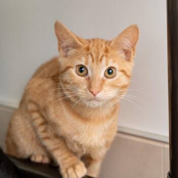 Celsius -  Domestic Short Hair Cat for Adoption in New York, New York - Celsius | PetCurious