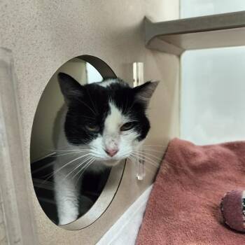 Domestic Short Hair Cats Available for Adoption - LUCILLE | PetCurious