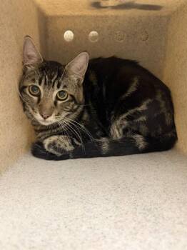 STARRY -  Domestic Short Hair Cat for Adoption in Riverside, California - STARRY | PetCurious