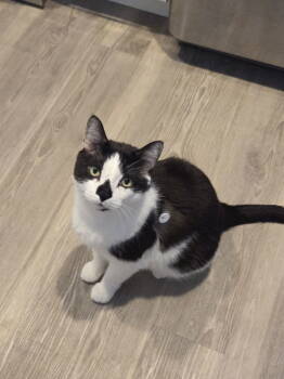 Rescue Domestic Short Hair Cats for Adoption - Patchouli | PetCurious