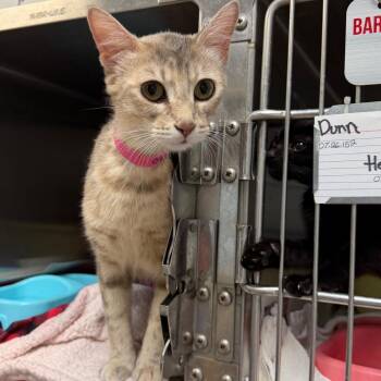 Tofu -  Domestic Short Hair Cat for Adoption in Ardmore, Oklahoma - Tofu | PetCurious