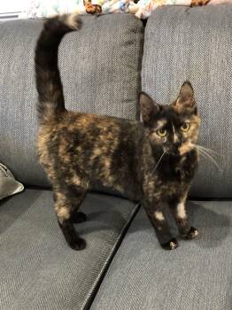 Domestic Short Hair Cats Available for Adoption - Beanie Baby | PetCurious