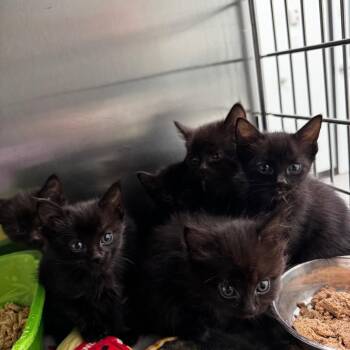 Domestic Short Hair Cats Available for Adoption in Clavet, Saskatchewan - Card | PetCurious