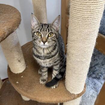 Rescue Domestic Short Hair Cats for Adoption in Howes Cave, New York - Honey | PetCurious