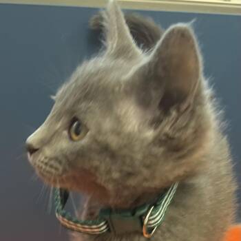 Domestic Short Hair Cats Available for Adoption in Tulsa, Oklahoma - Astra | PetCurious