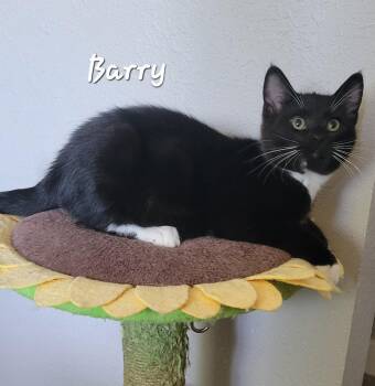 Barry -  Domestic Short Hair Cat for Adoption in Ephrata, Washington - Barry | PetCurious