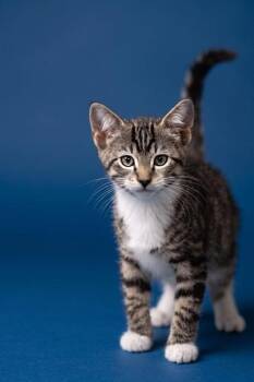 BLUEBERRY -  Domestic Short Hair Cat for Adoption in Belleville, Illinois - BLUEBERRY | PetCurious