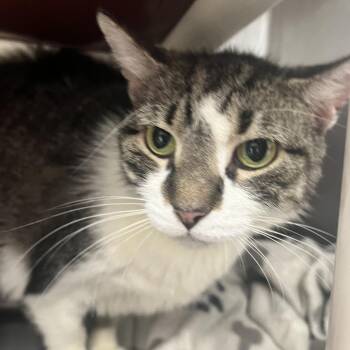 Diamond -  Domestic Short Hair Cat for Adoption in Fort Wayne, Indiana - Diamond | PetCurious
