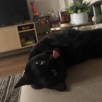 Moxy -  Domestic Short Hair Cat for Adoption in Madison, Wisconsin - Moxy | PetCurious