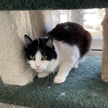 Rescue Domestic Long Hair Cats for Adoption in Hollister, California - Clover | PetCurious