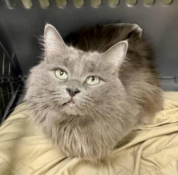 Ashe -  Domestic Long Hair Cat for Adoption in Milltown, New Jersey - Ashe | PetCurious