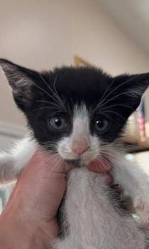 Brian -  Domestic Short Hair Cat for Adoption in Thatcher, Arizona - Brian | PetCurious