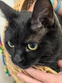 DANI -  Domestic Short Hair Cat for Adoption in Sandusky, Ohio - DANI | PetCurious