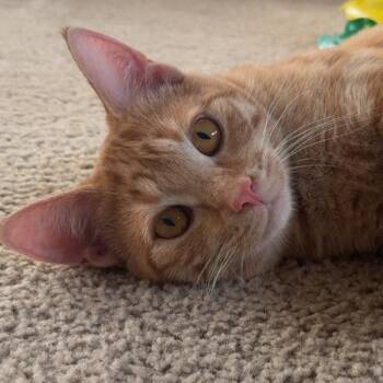 Casino -  Domestic Short Hair Cat for Adoption in San Diego, California - Casino | PetCurious