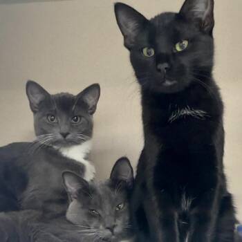 Maeve -  Domestic Short Hair Cat for Adoption in Great Falls, Montana - Maeve | PetCurious