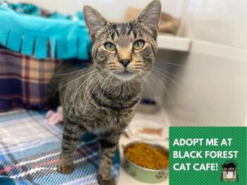 TAZ -  Domestic Short Hair Cat for Adoption in Fort Wayne, Indiana - TAZ | PetCurious