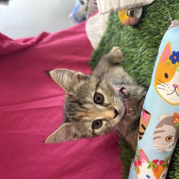 Davina -  Domestic Short Hair Cat for Adoption in Bardstown, Kentucky - Davina | PetCurious