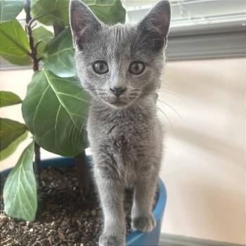Anita -  Domestic Medium Hair Cat for Adoption in Fredericksburg, Virginia - Anita | PetCurious