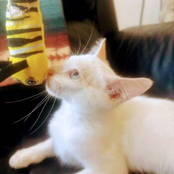 Bowie -  Domestic Short Hair Cat for Adoption in Albuquerque, New Mexico - Bowie | PetCurious