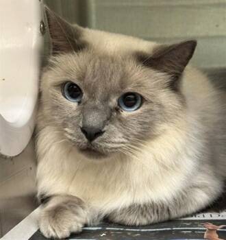GRACIE -  Domestic Medium Hair and Domestic Short Hair Cat for Adoption in Anchorage, Alaska - GRACIE | PetCurious