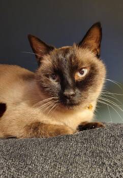 Domestic Short Hair Cats Available for Adoption - Marie | PetCurious