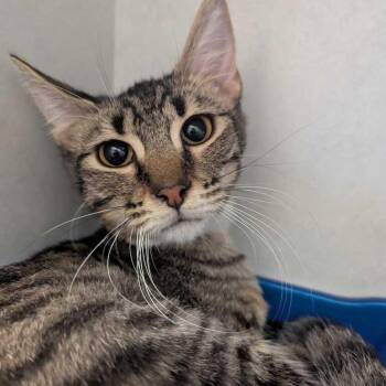 Tobias -  Domestic Short Hair Cat for Adoption in Dayton, Ohio - Tobias | PetCurious